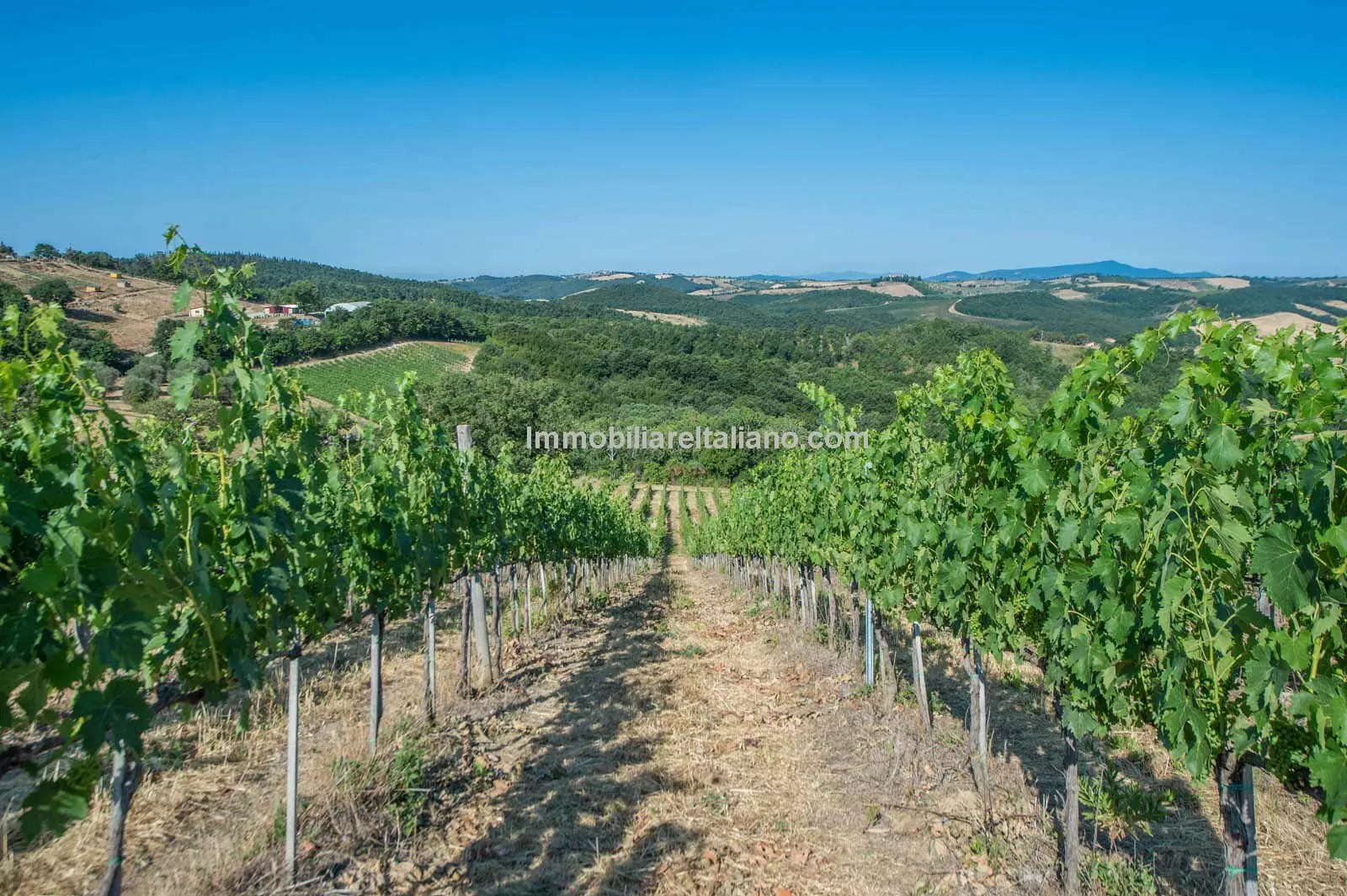 Small wine estate, Maremma Tuscany