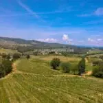 Chianti Vineyard estate for sale in Tuscany