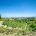 View of Organic Italian vineyards