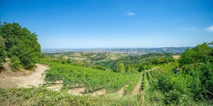 Organic Wine Estate