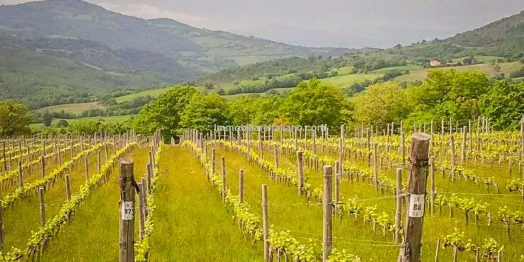 Tuscan Coast Winery